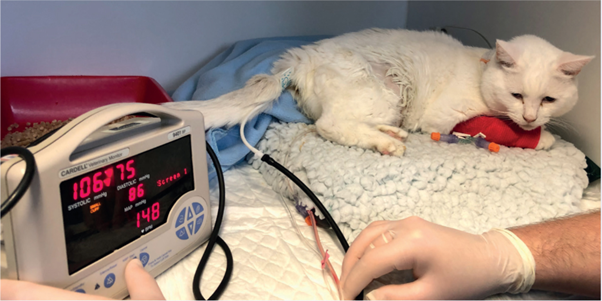 Managing Hypertensive Emergency in Dogs and Cats: Practical Treatment Insights from Clinical Data